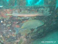 Siganus guttatus (Goldfleckkaninchenfisch)